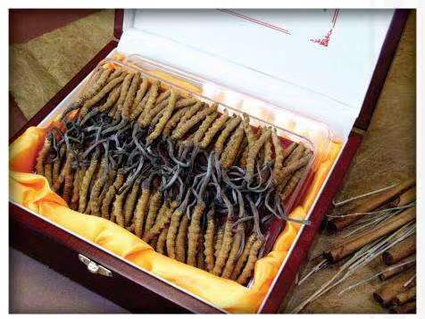 开远冬虫夏草回收